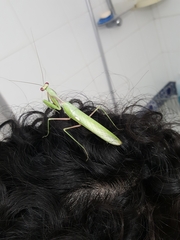 Sphodromantis viridis