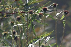 Helianthus nuttallii
