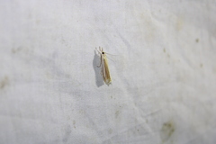 Crambus laqueatellus