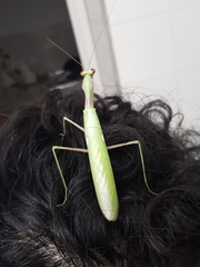 Sphodromantis viridis