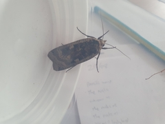 Noctua pronuba