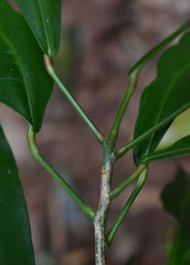 Codiaeum variegatum moluccanum