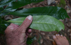 Codiaeum variegatum moluccanum