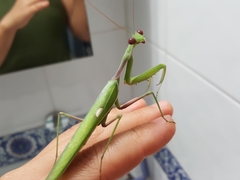 Sphodromantis viridis