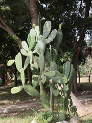 Opuntia