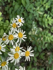 Tanacetum corymbosum