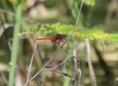 Erythemis mithroides