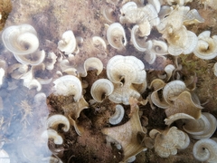 Padina pavonica