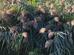 Phragmites