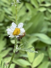 Oedemera podagrariae