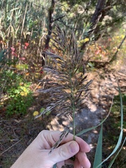 Phragmites