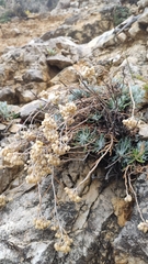 Helichrysum pendulum
