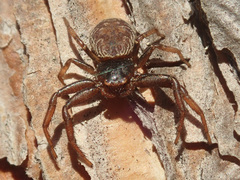 Coriarachne depressa