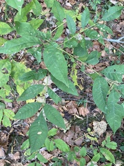 Fraxinus americana