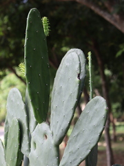 Opuntia