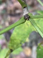 Fraxinus americana