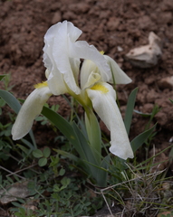 Iris lutescens