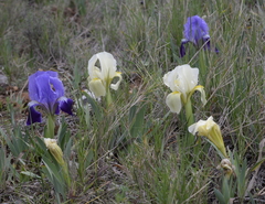 Iris lutescens