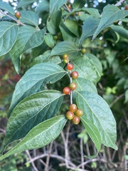 Lonicera