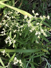 Pseudognaphalium obtusifolium