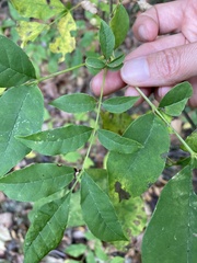 Fraxinus americana