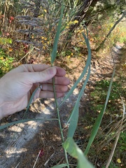 Phragmites