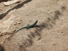 Cnemidophorus arubensis