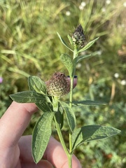 Centaurea phrygia pseudophrygia