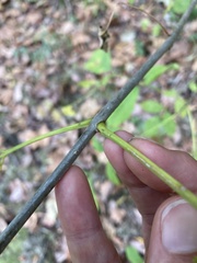 Fraxinus americana