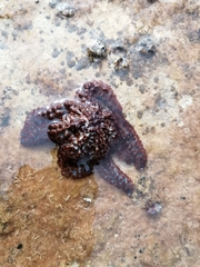 Coscinasterias tenuispina