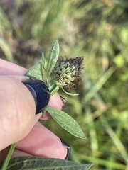 Centaurea phrygia pseudophrygia