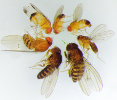 Drosophila repleta