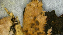 Etheirodon fimbriatum