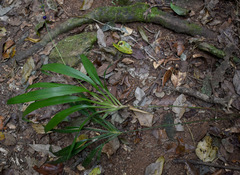 Dianella bambusifolia