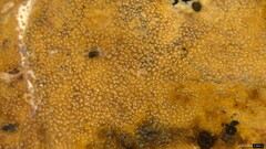 Etheirodon fimbriatum