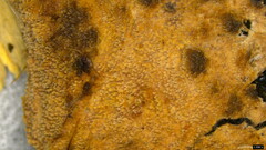 Etheirodon fimbriatum