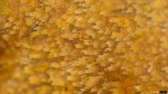 Etheirodon fimbriatum