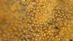 Etheirodon fimbriatum