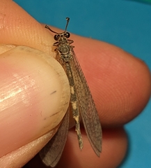 Myrmeleon inconspicuus