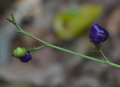 Dianella bambusifolia