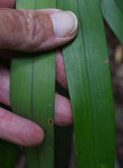 Dianella bambusifolia