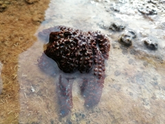 Coscinasterias tenuispina