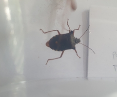 Pentatoma rufipes