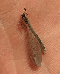 Myrmeleon inconspicuus