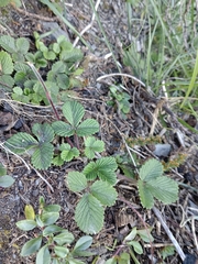 Fragaria hayatae