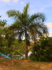 Arecaceae
