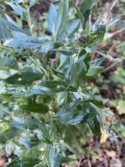 Eupatorium