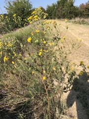 Bradburia pilosa