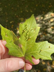 Vasates aceriscrumena