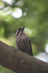 Yungipicus moluccensis